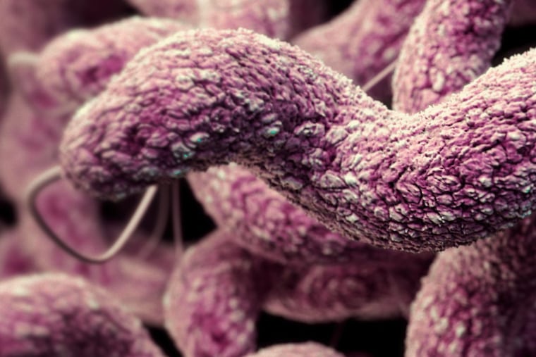 This computer-generated illustration shows a cluster of drug-resistant, curlicue shaped, Campylobacter sp. bacteria.