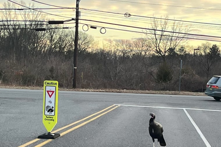 A wild turkey who has become a celebrity in Deptford stands near a turkey crossing sign installed recently to alert motorists,