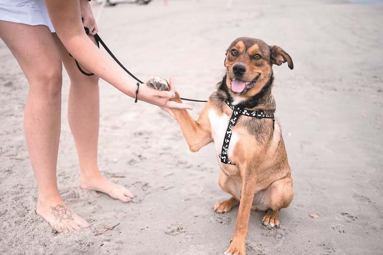 Lucky, a lab-German shepherd mix owned by Amanda Morrell of Franklinville, enjoys the Wildwood beaches.
