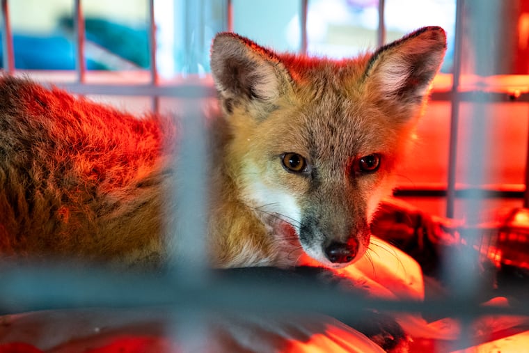 A red fox being temporarily housed at the home of volunteer Kathleen Cuneo in Audubon, N.J., on Dec. 16, 2024. Animal and wildlife lover Luke Ogden started a nonprofit fox rescue - An Itch in Time - to catch foxes suffering from mange and bring them to wildlife rehabs. He named this fox Baron, as it was captured in the Pine Barrens.