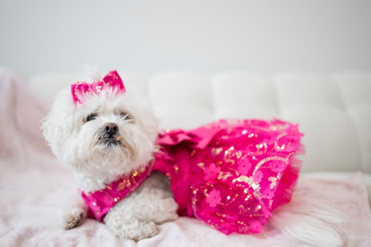 Lilly, age 13, sits on the couch.