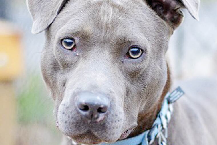Gozer, a 1-year-old pitbull terrier