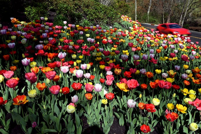Tulip Springfield How a Haddonfield gardener became a tulip champion