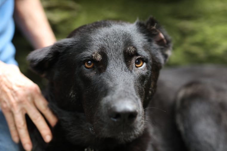Valerie Ogden and Apollo, a shepherd trained by the Kurds to help the U.S. Military. Apollo was injured in a bomb blast and awaiting surgery in Pa., Tuesday July 31, 2018. DAVID SWANSON / Staff Photographer .