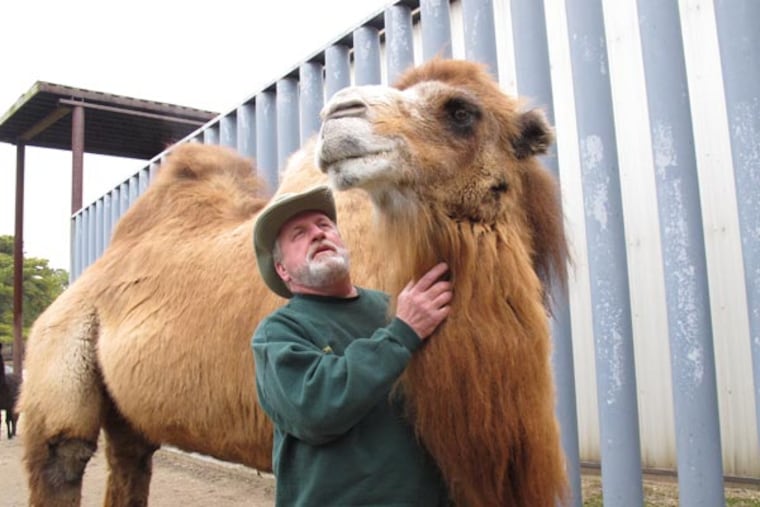 John Bergmann, general manager of Popcorn Park Zoo in Lacey Township N.J. scratches the next of Princess, a Bactrian camel famous for her ability to correctly predict the winner of football games, on Thursday Jan. 26, 2012, one day after Princess picked the New York Giants to beat the New England Patriots in the Super Bowl. Princess makes her "picks" by choosing one of two graham crackers Bergmann holds out to her, with each cracker corresponding to one of the teams involved in the game. She's 88-51 lifetime, and predicted the winners of five of the last six Super Bowls. (AP Photo/Wayne Parry)