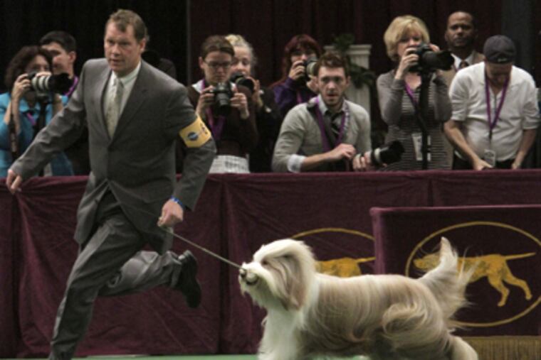 South Jersey-raised Mister Baggins, usually called Roy, will be in the finals of the Westminster Dog Show on the USA Network Tuesday night. (Mary Altaffer / Associated Press)