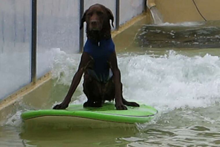 A dog tests out Bruce McFarland's wave float in preparation for the Tournament of Roses Parade.