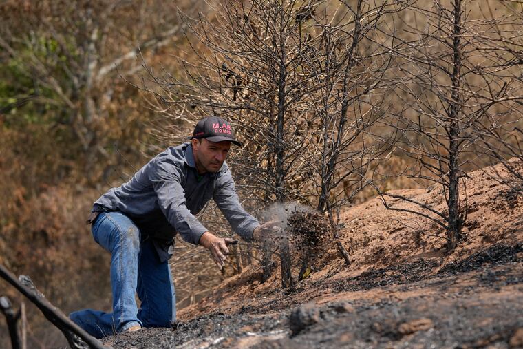 Coffee producer Silvio Almeida tosses a handful of damaged coffee beans during an inspection of his plantation hit by wildfires in a rural area of Caconde, Sao Paulo state, Brazil, Wednesday, Sept. 18, 2024. (AP Photo/Andre Penner)