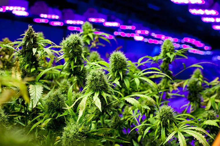 Medical marijuana grows at Compassionate Care Foundation, Egg Harbor Township, April 28, 2014. ( DAVID M WARREN / Staff Photographer )