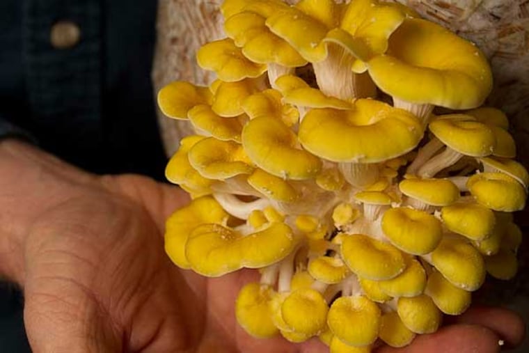ALEJANDRO A. ALVAREZ / STAFF PHOTOGRAPHER A group of Golden Oysters.