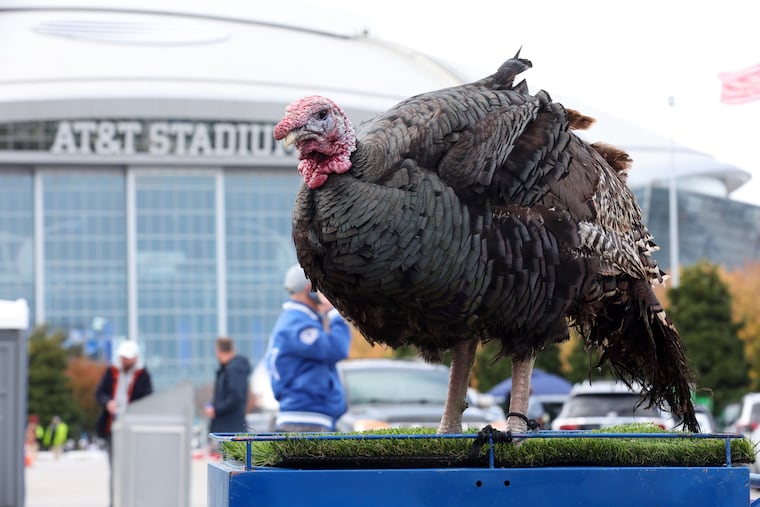 A turkey stands on a cart outside AT&T Stadium in Arlington, Texas, home of the Dallas Cowboys.