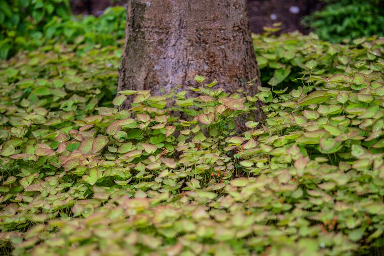 Orange queen Barrenwort surround a Red Oak tree in Swarthmore, Pa. Tuesday, April 21, 2020, the day before the 50th anniversary of Earth Day.