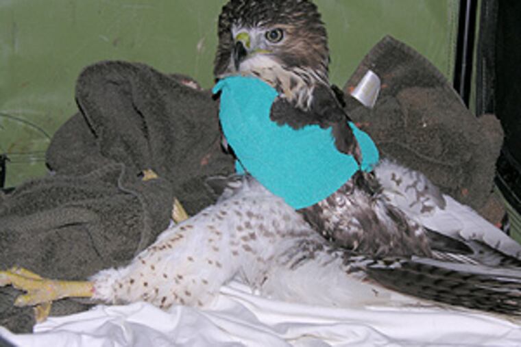 Another view of the hawk.