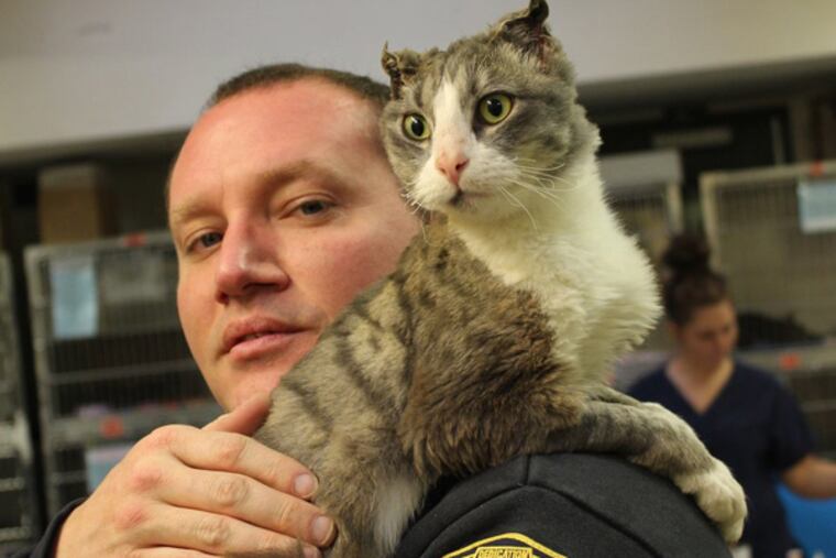Fire Dept. Lt. Stephen Paslawski is adopting Campbell the cat. Photo: PSPCA.