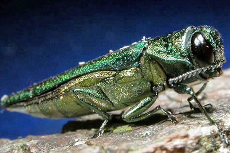 This undated file photo provided by the Minnesota Department of Natural Resources shows an adult emerald ash borer. North Dakota
officials are trying to raise awareness of the emerald ash borer and
prevent its spread into the state, which has about 78 million ash trees. Foresters in 30 cities and state parks will be tying ribbons along with informational fliers to publicly owned ash trees next week. (AP Photo/Minnesota Department of Natural Resources, File)