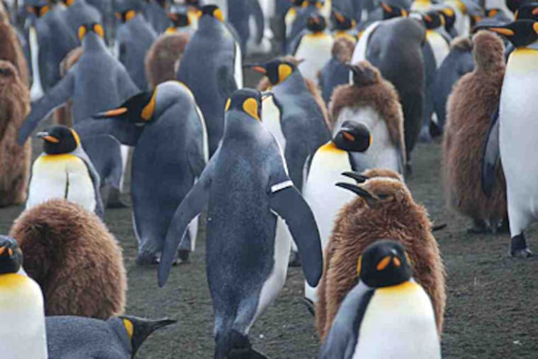 A king penguin with a metal tracking band on a flipper walks among other penguins on the French island of Crozet. (BENOIT GINESTE / Nature, AP)