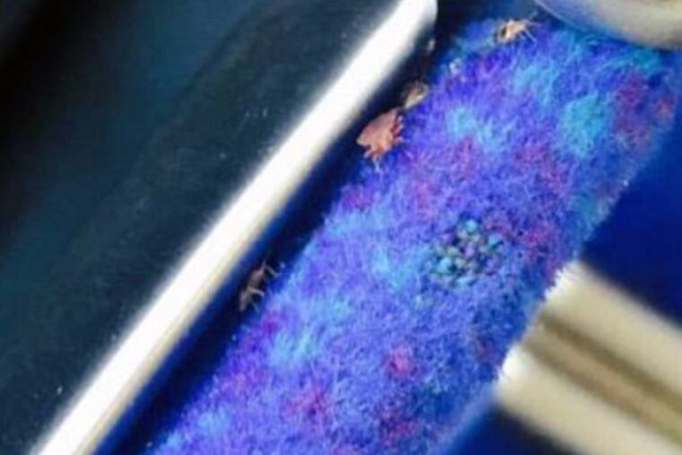 Possible bedbugs on a SEPTA bus. (Instagram)