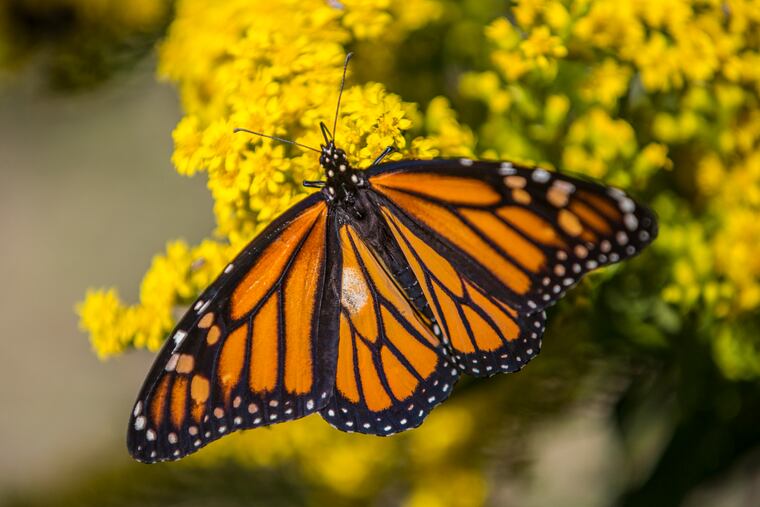 A monarch butterfly on a goldenrod flower.