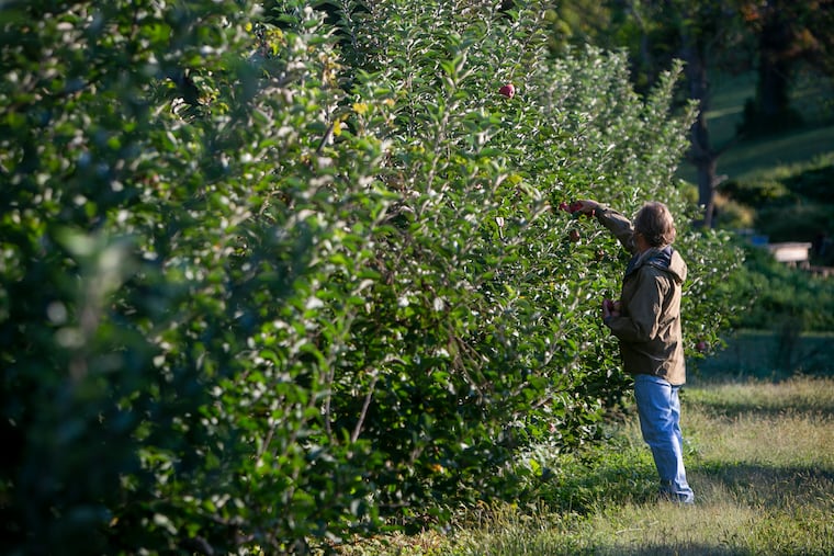 Linvilla Orchards in Media, pictured here in 2020.