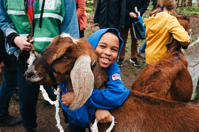 Ray is a beloved goat at Awbury Arboretum. More than 300 people have visited him during his recovery.