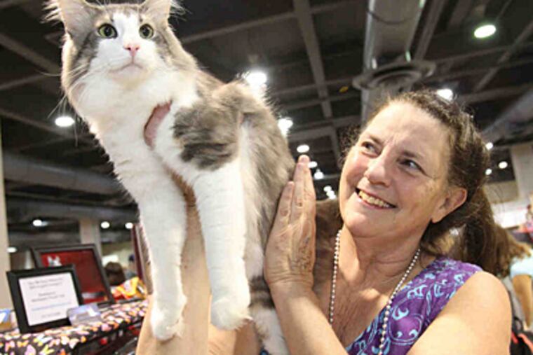 Lorraine Vavra of New Hampshire shows off one of her Norwegian Forest cats. The competition, which continues through Sunday, includes 313 cats and kittens. (Charles Fox/Staff)