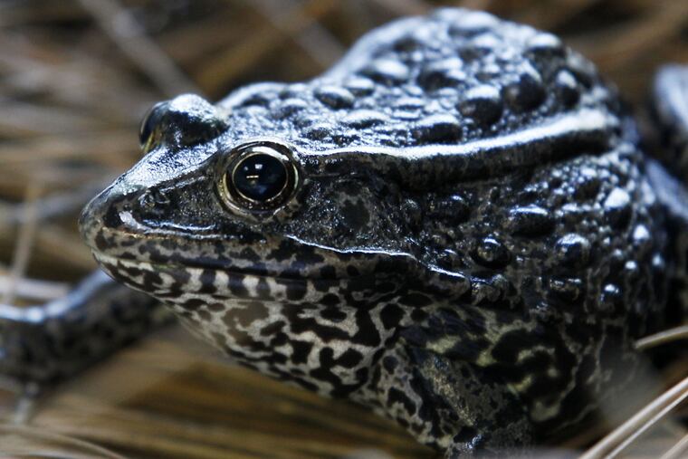 FILE – This Sept. 27, 2011, file photo shows a gopher frog at the Audubon Zoo in New Orleans. The U.S. Supreme Court said Tuesday, Nov. 27, 2018 that a Louisiana-based federal appeals court must take another look at a federal agency's designation of a tract of Louisiana timberland as 'critical habitat' for gopher frogs.