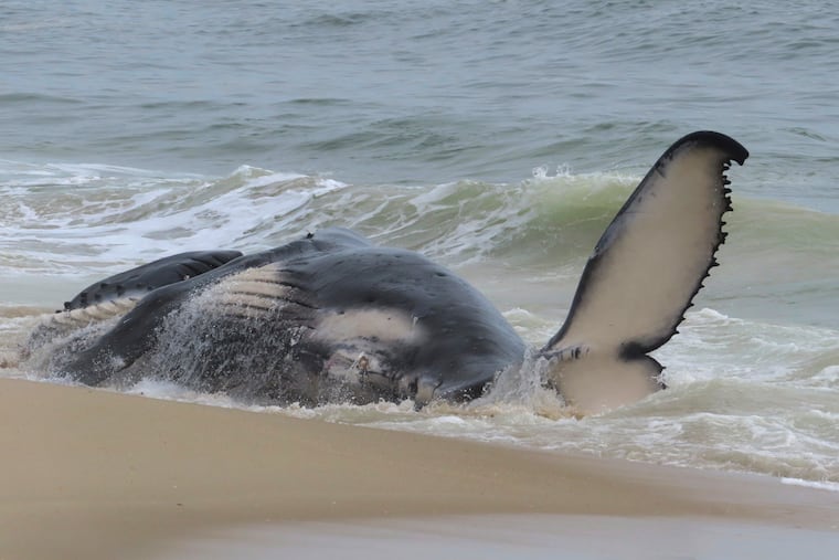 A dead humpback whale in the surf in Long Beach Township on Thursday.