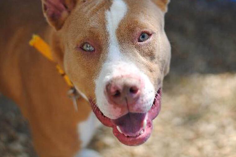 Allison is a Pit Bull Terrier mix about 1-2 years old.