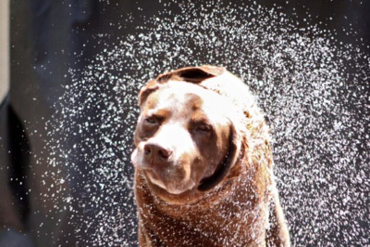 Belle, a Labrador retriever, shakes herself dry in a Georgia Tech wet mammal study. The image was taken by Georgia Tech graduate student Andrew Dickerson, who is Belle’s owner.