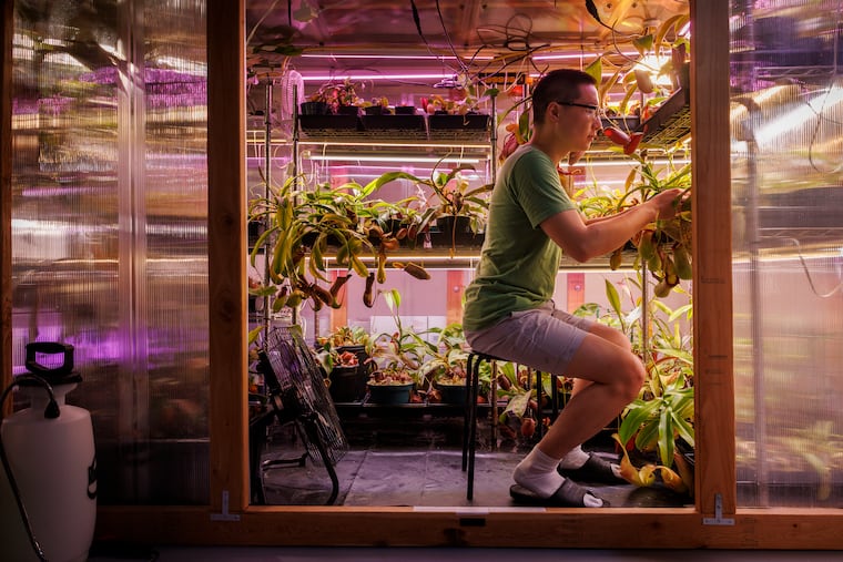Kevin Zhang, president of the Mid-Atlantic Carnivorous Plant Society in his basement greenhouse, Cherry Hill, NJ, Friday, September 19, 2025.