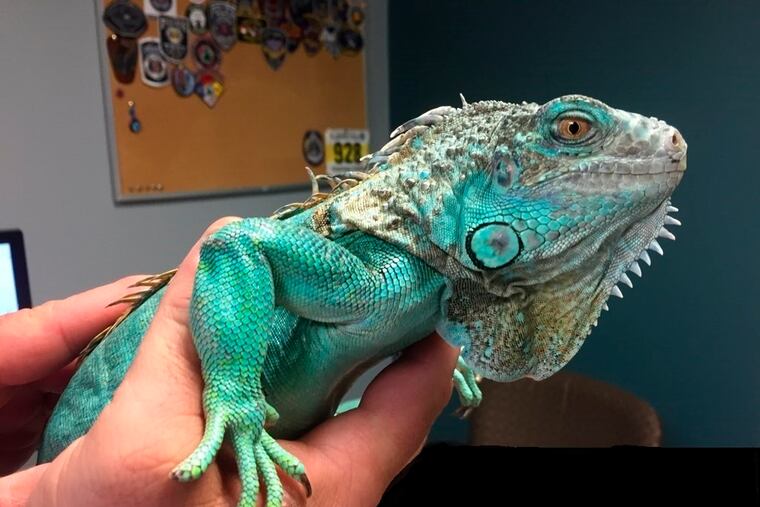 This photo provided by Painesville police shows an officer holding an iguana at the police station on Tuesday, April 16, 2019 in Painesville, Ohio. Police say an unruly customer at a restaurant pulled the iguana from under his shirt, swung it around and threw it at the manager. (Painesville Police Department via AP)