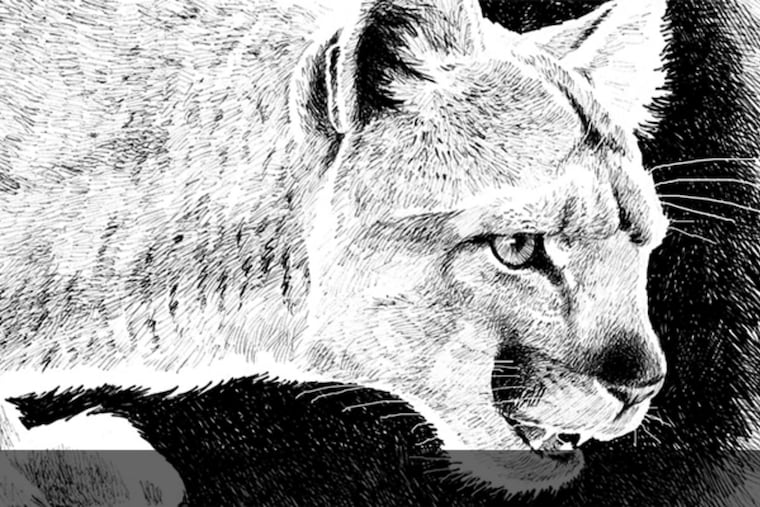 A sketch of the Eastern cougar.