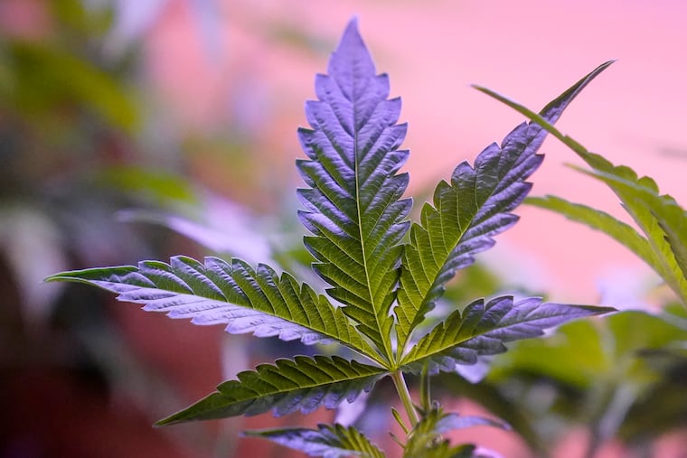 Daily and near-daily marijuana use is now more common than similar levels of high-frequency drinking in the U.S., according to an analysis of survey data over four decades, according to research published in the journal Addiction.