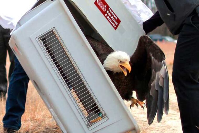 Kathleen E. Clark, principal zoologist of the endangered and nongame species program for New jersey and ( R ) Sarah Tegtmeir from Tri State Bird Reserve Rescue release a male eagle in the Winslow Wildlife Management Area, Tuesday March 11, 2014. ( DAVID SWANSON / Staff Photographer )