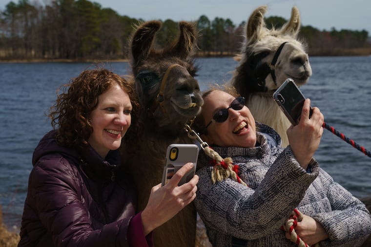(Left to right) Kristen Graham, Gunner the llama, Ellen Dunkel, and Jim-E the llama, take selfies during a llama walk in New Egypt, N.J.