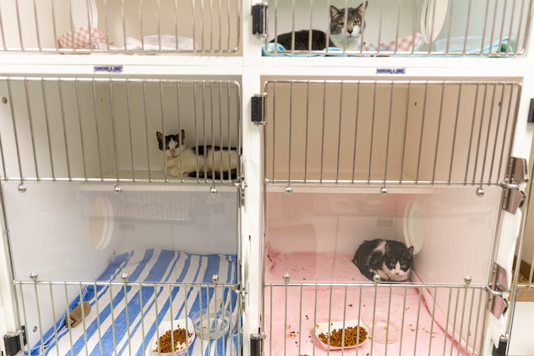Cats in their kennels at ACCT in Philadelphia on Dec. 29.