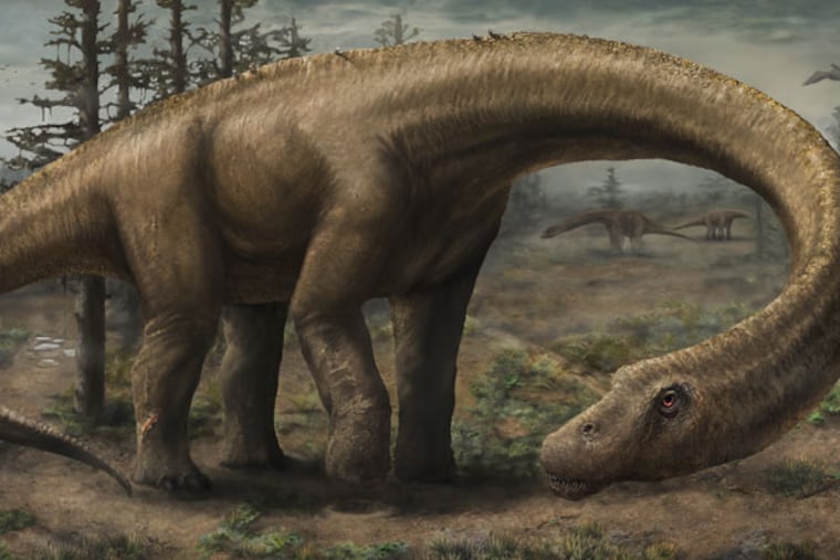 Illustration: Jennifer Hall Rendering of the massive Dreadnoughtus schrani in life. Dreadnoughtus had a 37-foot-long neck, 30-foot tail, and weighed an estimated 65 tons, making it the most massive land animal whose size can be confidently calculated. In life, Dreadnoughtus was an herbivore that likely spent much of its life eating massive quantities of plants to maintain its enormous body size.