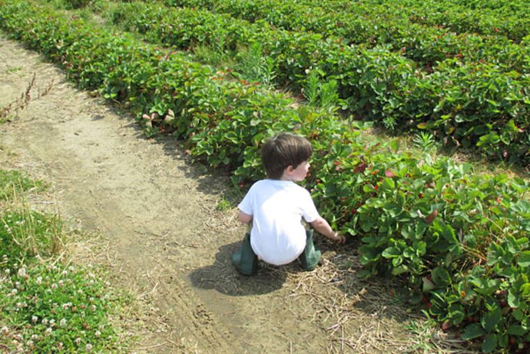 Johnson’s Corner Farm in Medford, NJ, currently offers pick-your-own blueberries, corn and snap peas.