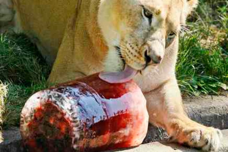 Naba, an African lioness, keeping cool by licking a treat made of frozen cow blood at the National Zoo in Washington in 2008. Zookeepers also try to reduce animals' stress.