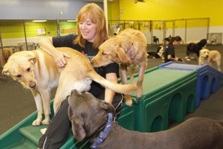 Amy Parsons enjoys a moment in the large-dog run at Canine Creature Comforts, the business she started as a second career in Malvern. (Michael Bryant / Staff Photographer)