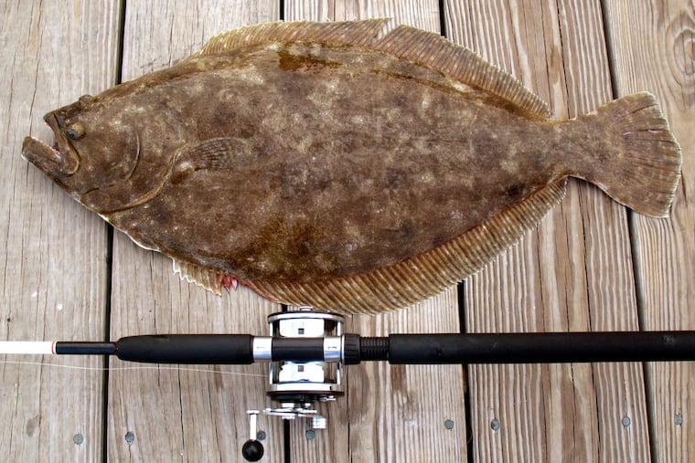 File. Summer Flounder