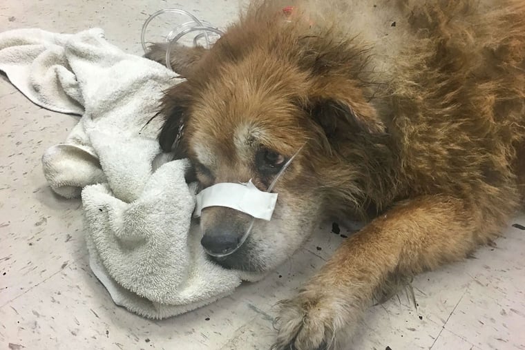 Che is recovering from smoke inhalation after the Sunday fire.