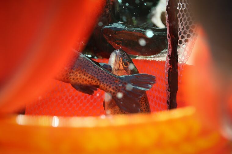 Trout are transferred into buckets at Pennypack Creek in Lorimer Park in Montgomery County, Pa. The Pa. Fish and Boat Commission surprised many by announcing that trout fishing season is now open, two weeks before it was scheduled to begin.