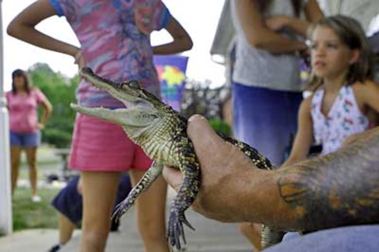 Warminster Township Public Works director Buddy Mullen shows off an alligator to his neighbors outside his Warminster home. The animal was found in a pond in New Hampton. (Bonnie Weller/Inquirer)