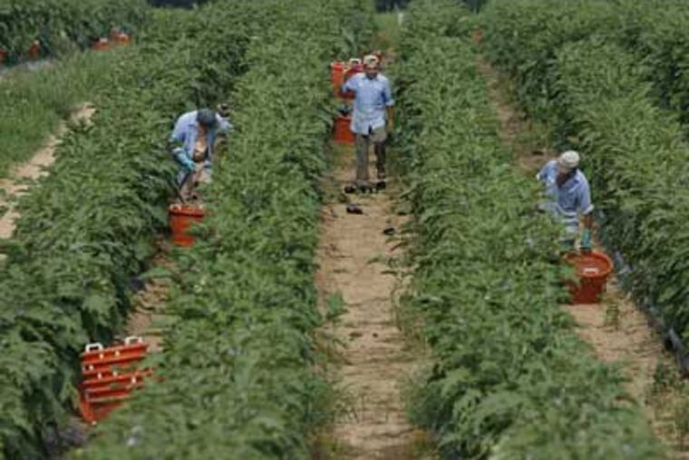 Workers from Puerto Rico pick egg plant on the A.T. Buzby farm near Woodstown, N.J. A new nonprofit distributor, Common Market, has started operating in Philadelphia to bridge the gap between local farmers and retailers and their customers. (Michael S. Wirtz/Inquirer)