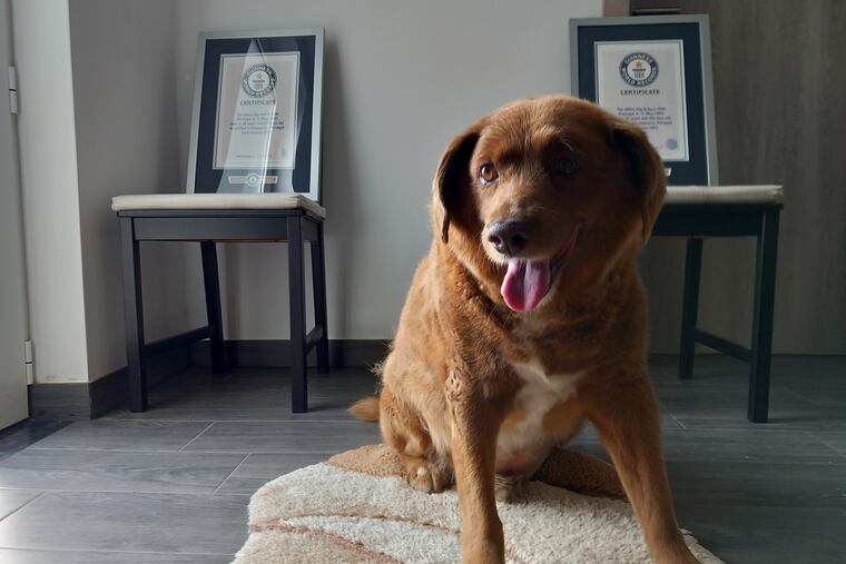 Bobi, a purebred Rafeiro do Alentejo Portuguese dog, poses for a photo with his Guinness World Record certificates for the oldest dog, at his home in Conqueiros, central Portugal, in May. Bobi's owner said Monday that he passed away Saturday at 31 years and 165 days of age.