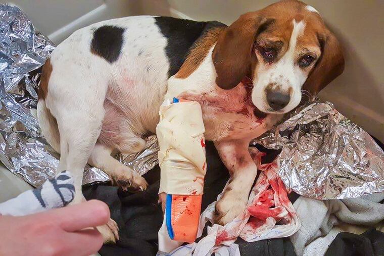 This photo provided by New York State Police on Saturday, Dec. 15, 2018, shows a rescued dog after it was thrown out of a vehicle in Cortland County, N.Y. A trucker driving nearby said the dogs were thrown from the rear passenger window of a dirty, rusty Dodge Durango. The trucker stopped and rescued the dogs. (New York State Police via AP)