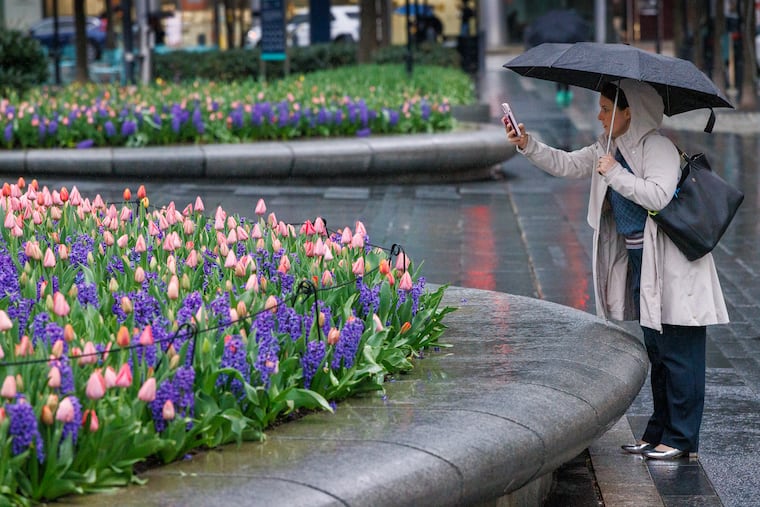 Rebecca Haber of Philadelphia stops to take picture of flowers in planters on a rainy morning at Dilworth Plaza on Monday.