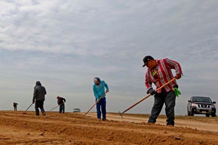 Migrant workers clean up the ends of rows planted with asparagus on Sheppard Farms in Cumberland County. In about two weeks the asparagus will be ready for picking. ( MICHAEL S. WIRTZ / Staff Photographer ) April 3, 2014.