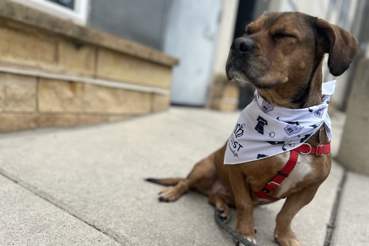 Roxie, seen here wearing a custom Truist Championship bandana, is one of the dogs available for adoption at Street Tails animal rescue. Truist is covering adoption fees for dogs at Street Tails in honor of next month's event.